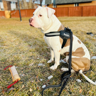 How the Canine Reflective Harness Ensures Your Dog's Safety