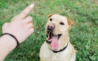 How to teach your pit bull 4 essential obedience commands? [New Guide]