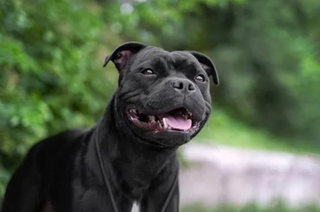 Best Bull Breeds to Own For Your Home