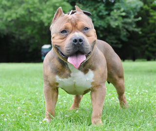 First Time American Bully Owners: What NOT to Do